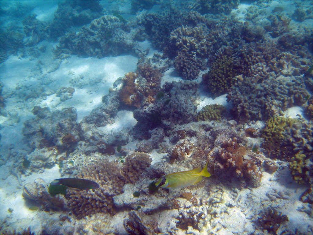 Reef & Marine Life